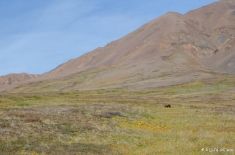 ALASKA-alifeofway-6