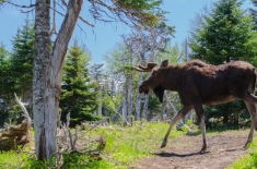 PROVINCEMARITIMEQUEBEC-alifeofway-42