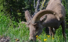 yellowstonegrandteton-alifeofway-13
