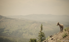 yellowstonegrandteton-alifeofway-14