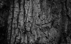 yellowstonegrandteton-alifeofway-45